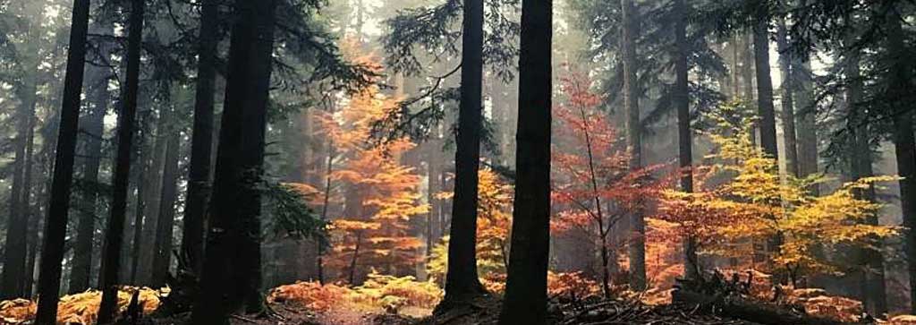 parco-foreste-casentinesi