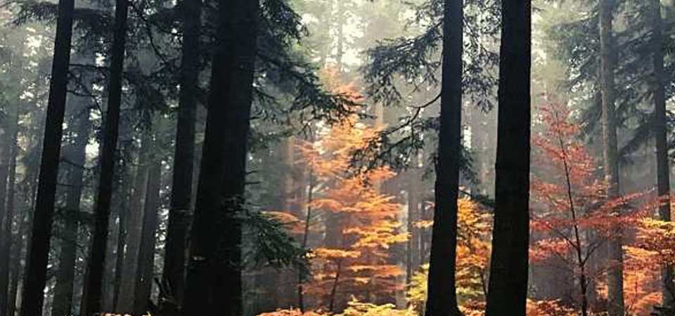 news-foreste-casentinesi-16-18-2026